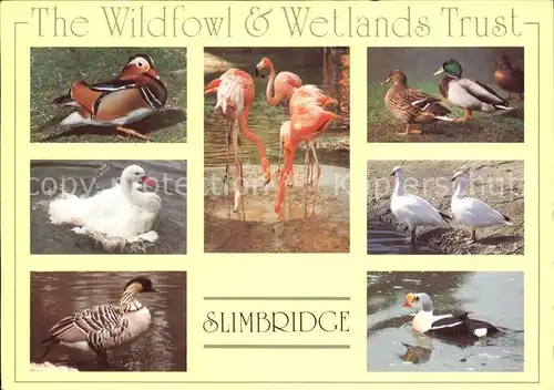 Flamingo Enten Wildfowl and Wetlands Trust Slimbridge Kat. Tiere