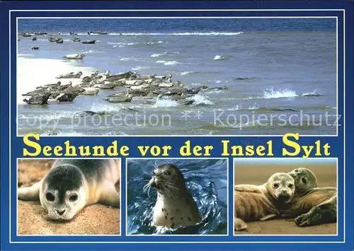Seehunde Robben Insel Sylt  Kat. Tiere