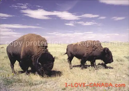 Tiere Bisons Waterton Lakes Nationalpark Canada  Kat. Tiere