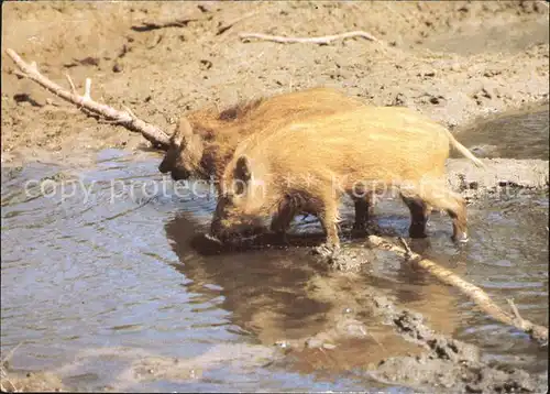 Schweine Wildschweine Frischlinge Kat. Tiere