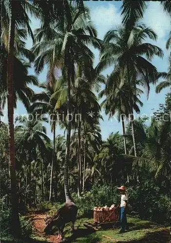 Palmen Coconut Plantation Copra Philippines  Kat. Pflanzen