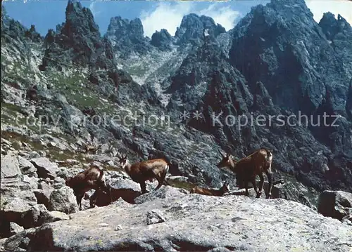 Gemse Vysoke Tatry Hohe Tatra Kamziky vo Velickej doline Kat. Tiere