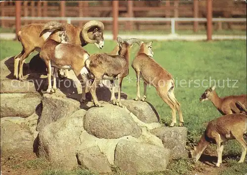 Tiere Muffelwild Hirschfeld Tierpark  Kat. Tiere