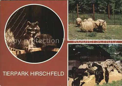 Tiere Tierpark Hirschfeld Waschbaeren Ungarische Zackelschafe Afrikanische Zwergziegen Kat. Tiere