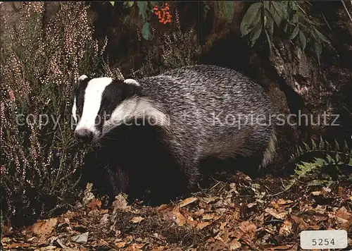 Tiere Dachs Blaireau Badger Kat. Tiere