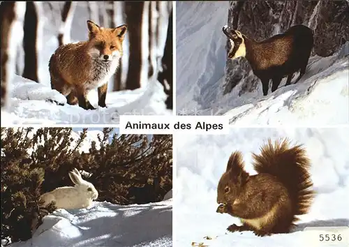 Tiere Alpentiere Fuchs Gemse Schneehase Eichhoernchen  Kat. Tiere