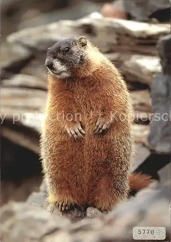 Murmeltier Marmotte Yellow bellied marmot  Kat. Tiere