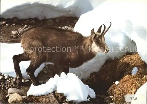 Gemse Rupicapra Chamois  Kat. Tiere