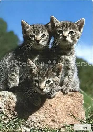Katzen Hauskatzen Chats Cats Kat. Tiere