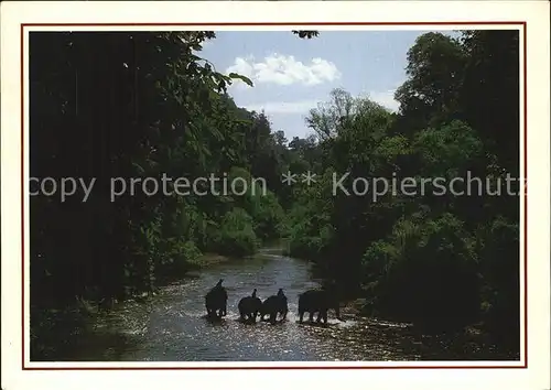 Elefant Elephants working activities in Northern Thailand  Kat. Tiere