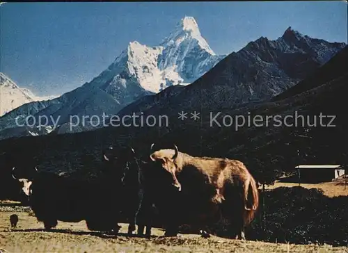 Kuehe Mount Amadablam Yak Nepal  Kat. Tiere