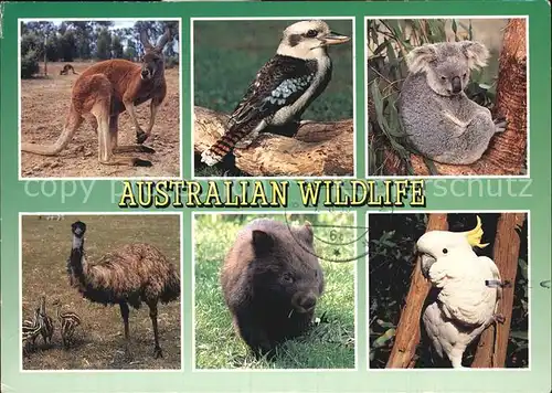 Tiere Australian Wildlife Red Kangaroo Kookaburra Koala Emu Wombat Kat. Tiere