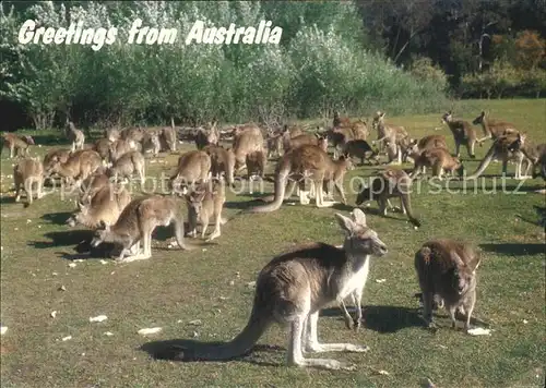 Tiere Kaengurus Kangaroo Australia  Kat. Tiere