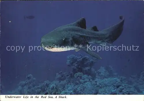 Fische Hai Shark Red Sea  Kat. Tiere