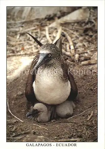 Voegel Piquero patas azules Isla Espanola Punta Suarez Blaufusstoelpel Kat. Tiere