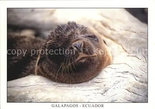 Seehunde Robben Lobo de Mar Isla Fernandina Galapagos Ecuador Seeloewe  Kat. Tiere