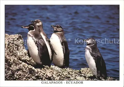 Pinguin Isla Fernandina Galapagos Ecuador  Kat. Tiere