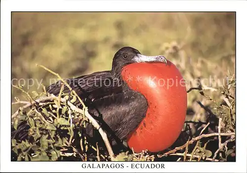 Voegel Prachtfregattvogel Fragata real Isla Seymour Norte Galapagos  Kat. Tiere