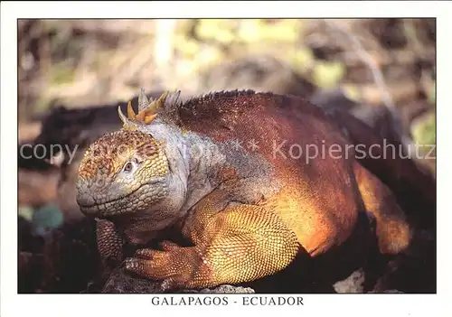 Tiere Reptil Leguan Iguana terrestre Isla Santa Cruz Galapagos Ecuador Kat. Tiere