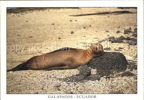 Seehunde Robben Seeloewe Lobo de Mar Islas Santiago Puerto Egas Galapagos  Kat. Tiere