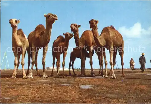 Kamele Tunisie Kat. Tiere