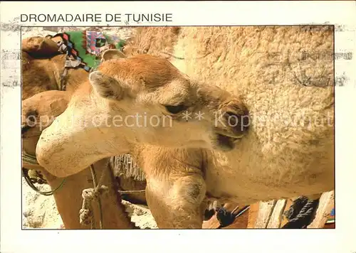 Kamele Dromadaire de Tunisie Kat. Tiere