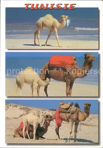 Kamele Tunisie  Kat. Tiere