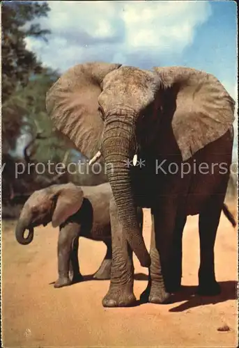 Elefant  Kat. Tiere