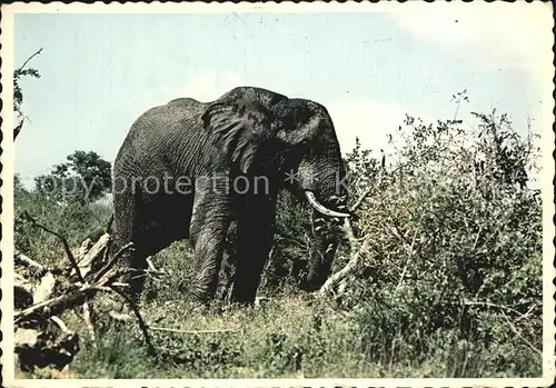 Elefant Africa  Kat. Tiere