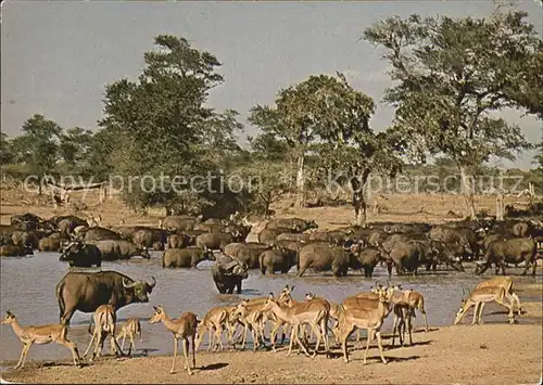 Tiere African Buffalo Impala  Kat. Tiere