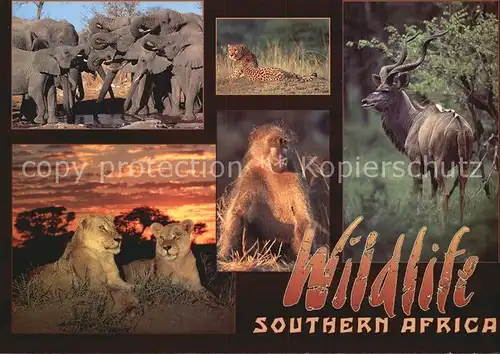 Tiere Wildlife Southern Africa Baboon Lion Elephant Cheetah Kudu  Kat. Tiere