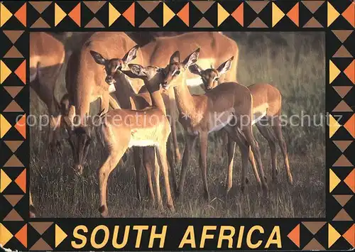 Tiere Young Impalas South Africa  Kat. Tiere