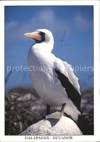 Voegel Maskentoelpel Piquero enmascarado Isla Espanola Galapagos  Kat. Tiere