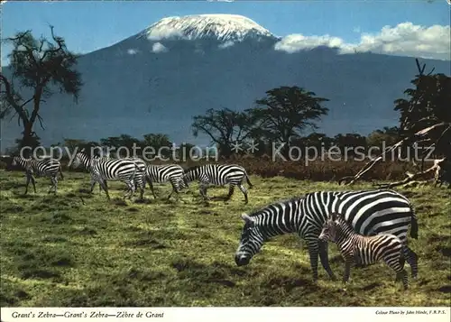 Zebra Grant s Zebra  Kat. Tiere