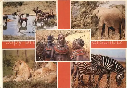 Typen Afrika Loewen Zebras Elefanten 