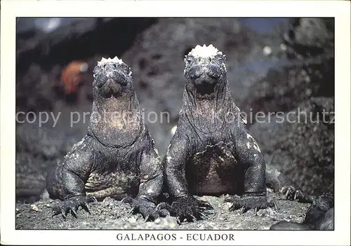 Tiere Reptilien Meerechse Iguana Marina Isla Fernandina Galapagos Kat. Tiere