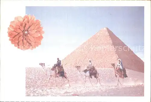 Kamele Kamelreiter aegypten Kat. Tiere