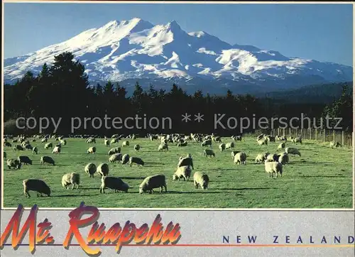 Schafe Mount Ruapehu New Zealand  Kat. Tiere