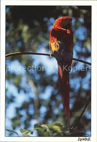 Papagei Ecuador Kat. Tiere