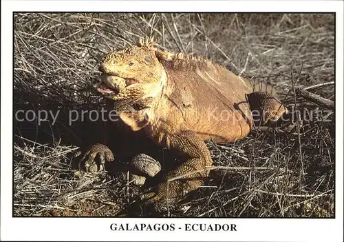 Tiere Landleguan Iguana Terrestre Isla Santa Cruz Galapagos Ecuador Kat. Tiere