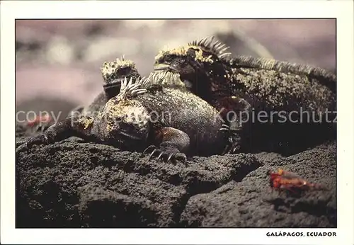 Tiere Iguanas Marinas Galapagos Ecuador Meerechse Kat. Tiere