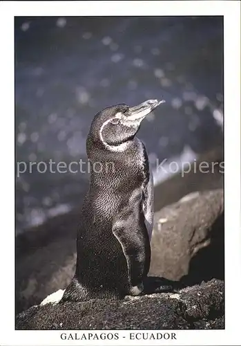 Pinguin Galapagos Ecuador Isla Fernandina  Kat. Tiere