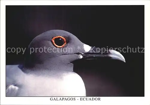 Voegel Gabelschwanzmoewe Gaviota de cola bifurcada Isla Espanola Galapagos Ecuador Kat. Tiere