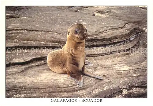 Seehunde Robben Seeloewe Lobo de Mar Isla Santiago Puerto Egas Galapagos Kat. Tiere