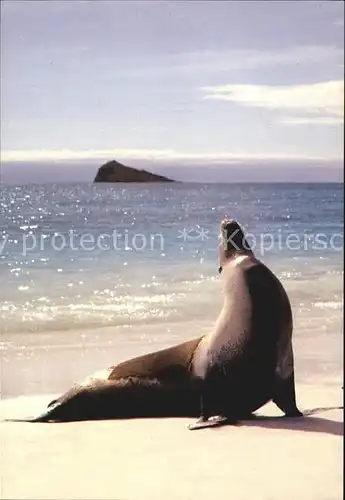 Seehunde Robben Lobo Marino Isla Espanola Galapagos Ecuador  Kat. Tiere