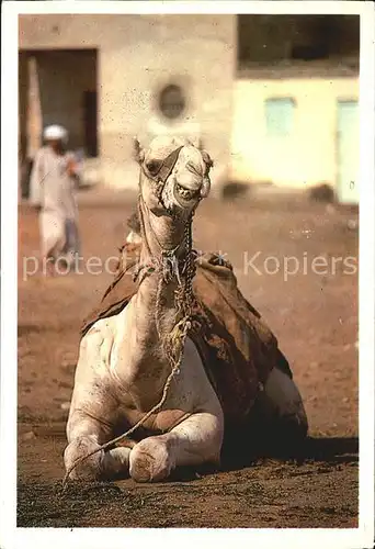 Kamele Camel in the Market Egypt  Kat. Tiere