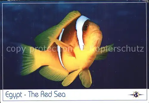 Fische Anemonefish Red Sea Egypt  Kat. Tiere
