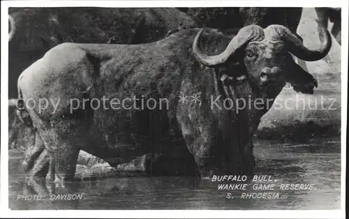 Bueffel Buffalo Bull Wankie Game Reserve S. Rhodesia  Kat. Tiere