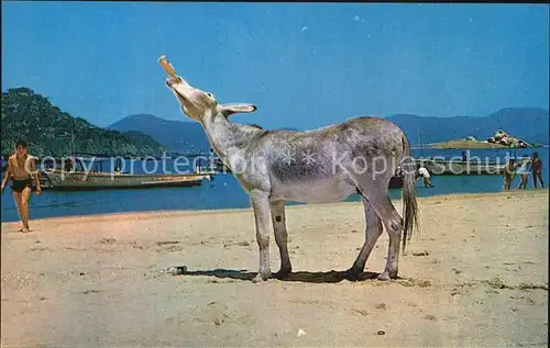 Esel Tiere Burro borracho Acapulco Mexico La Roqueta Kat. Tiere