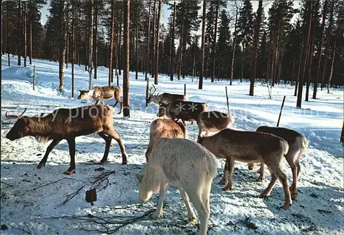 Hirsch Lappi Lapland  Kat. Tiere